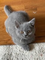 Available British Shorthair kittens in KY