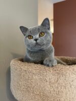 Available British Shorthair kittens in KY