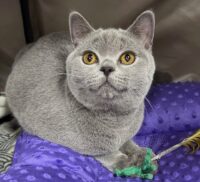 Available British Shorthair kittens in KY