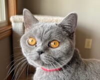 Available British Shorthair kittens in KY