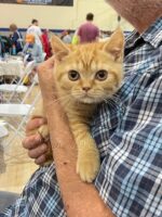 Available British Shorthair kittens in KY