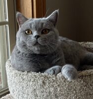 Available British Shorthair kittens in KY