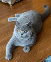 Available British Shorthair kittens in KY