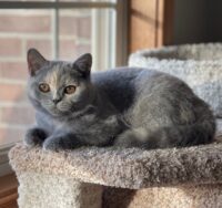 Available British Shorthair kittens in KY