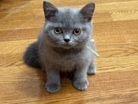 Available British Shorthair kittens in KY