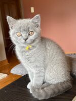 Available British Shorthair kittens in KY