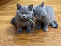 Available British Shorthair kittens in KY