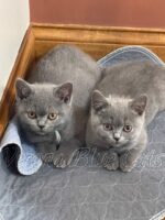 Available British Shorthair kittens in KY