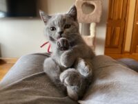 Available British Shorthair kittens in KY