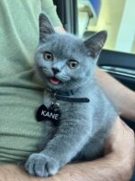 Available British Shorthair kittens in KY