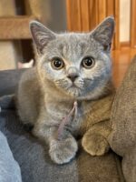 Available British Shorthair kittens in KY