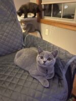 Available British Shorthair kittens in KY