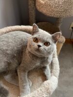 Available British Shorthair kittens in KY