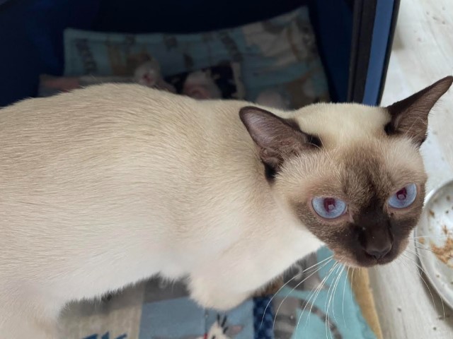 Available Tonkinese Kittens of KY