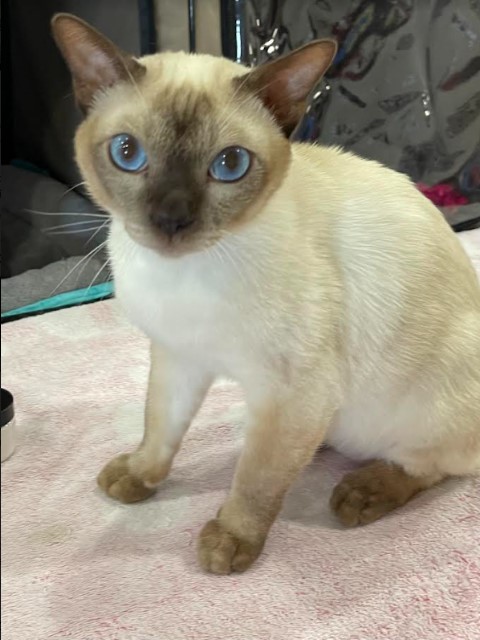 Available Tonkinese Kittens of KY