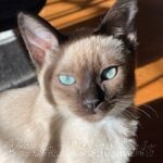 Available Tonkinese Kittens of KY