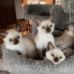 Available Tonkinese Kittens of KY