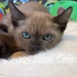 Available Tonkinese Kittens of KY