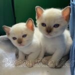 Available Tonkinese Kittens of KY