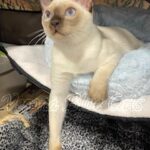 Available Tonkinese Kittens of KY