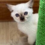 Available Tonkinese Kittens of KY