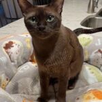 Available Tonkinese Kittens of KY