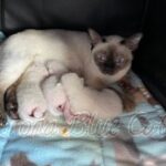 Available Tonkinese Kittens of KY