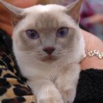 Available Tonkinese Kittens of KY