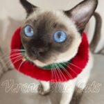 Available Tonkinese Kittens of KY