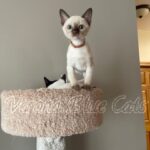 Available Tonkinese Kittens of KY