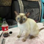 Available Tonkinese Kittens of KY