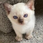 Available Tonkinese Kittens of KY