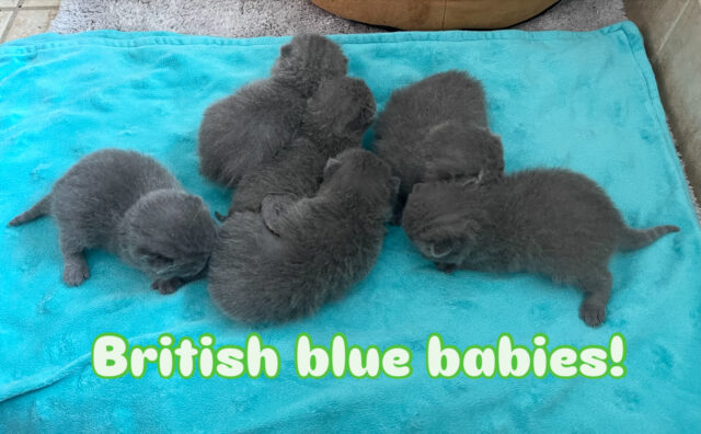 Available British Shorthair Kittens KY