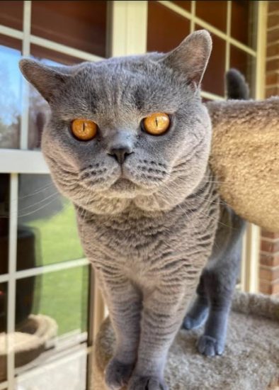 Available British Shorthair kittens in KY